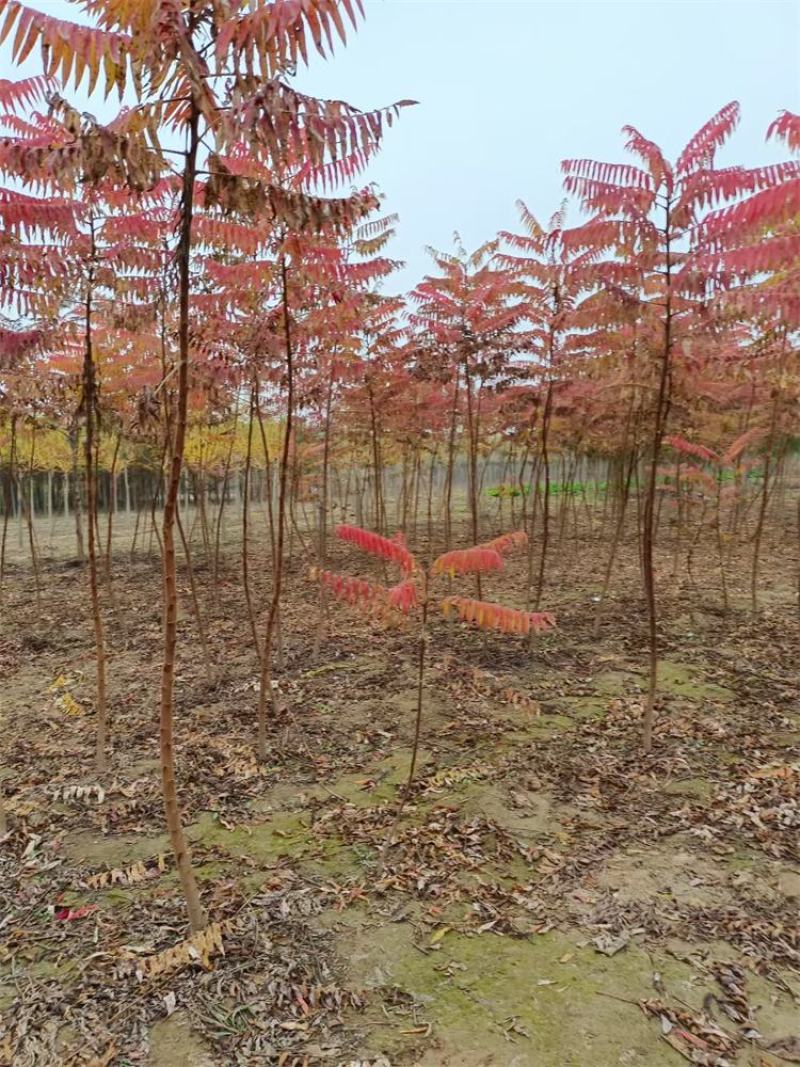 河北火炬树2-3-4-5公分火炬树批量直供