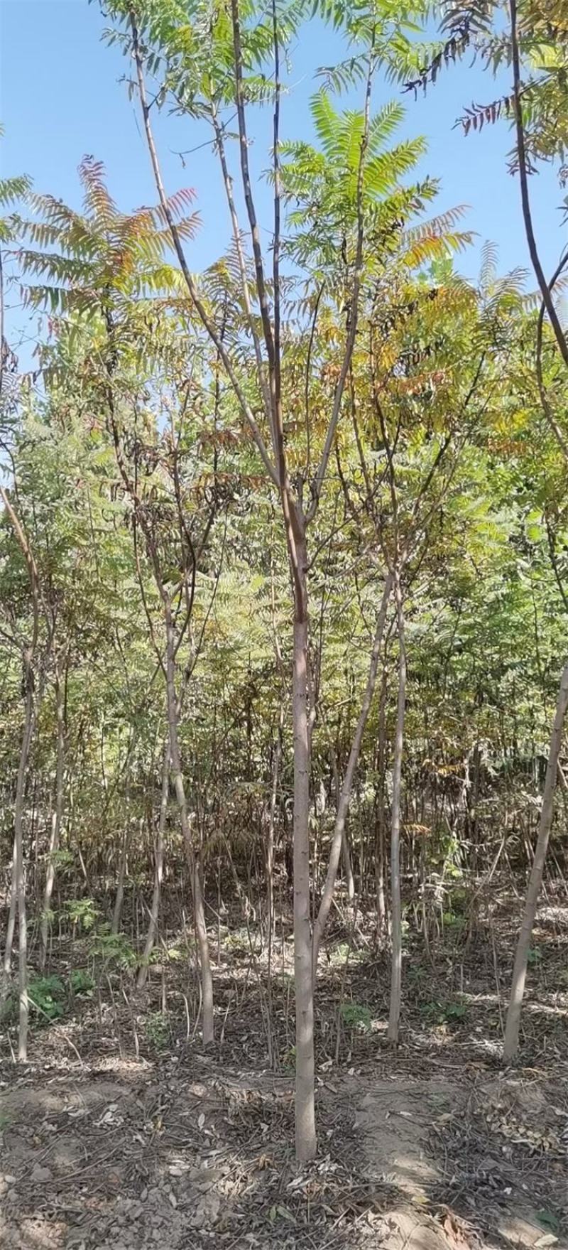 河北火炬树2-3-4-5公分火炬树批量直供