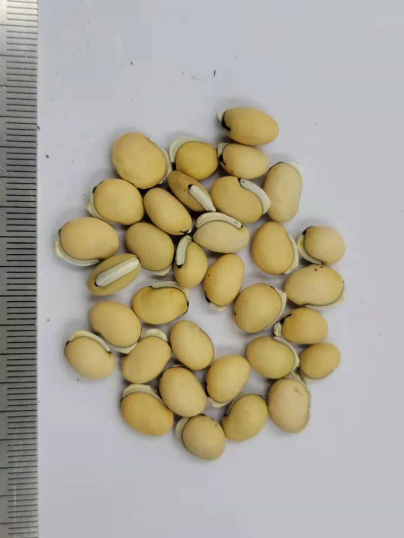 云南白扁豆高含量退役军人优惠