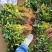 六鳌蜜薯苗六鳌地瓜苗六鳌红心西瓜红苗六鳌蜜薯红薯苗