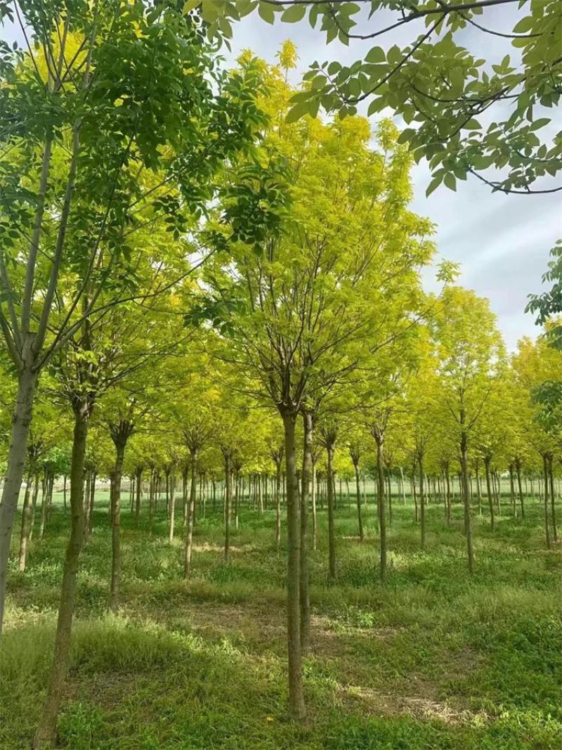 河北金叶白蜡6-8-10公分金叶白蜡装车带土球长期出售