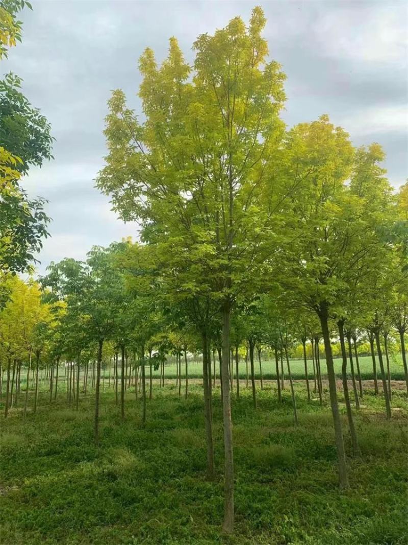 河北金叶白蜡6-8-10公分金叶白蜡装车带土球长期出售