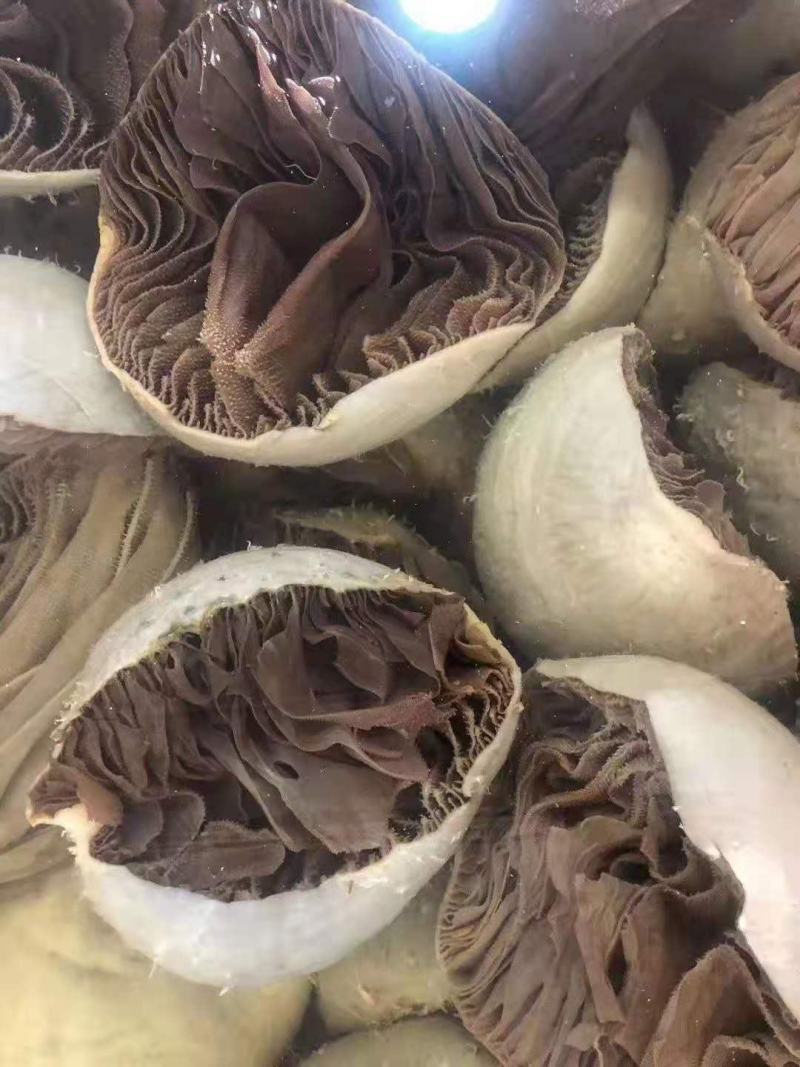 毛肚，园黑毛肚，实拍图片，质量好，一手货源，全国冷链发货