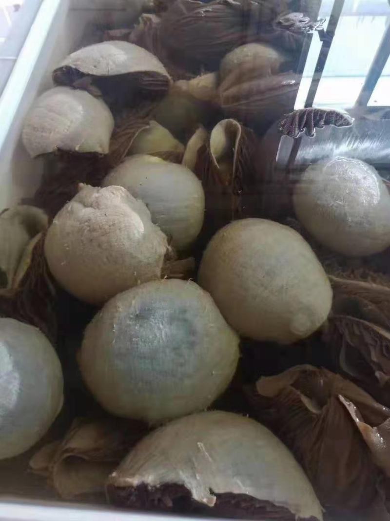 毛肚，园黑毛肚，实拍图片，质量好，一手货源，全国冷链发货