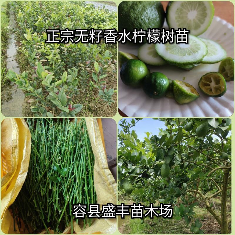 广东无籽四季香水柠檬嫁接苗带叶子发货包正宗奶茶店使用