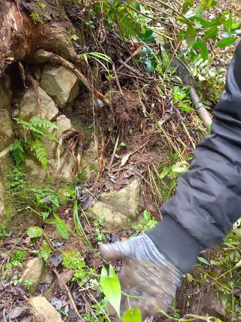 贵州野生地苦胆（金果榄）