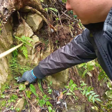 贵州野生地苦胆（金果榄）