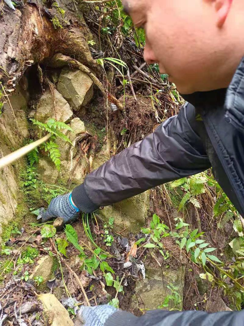 贵州野生地苦胆（金果榄）