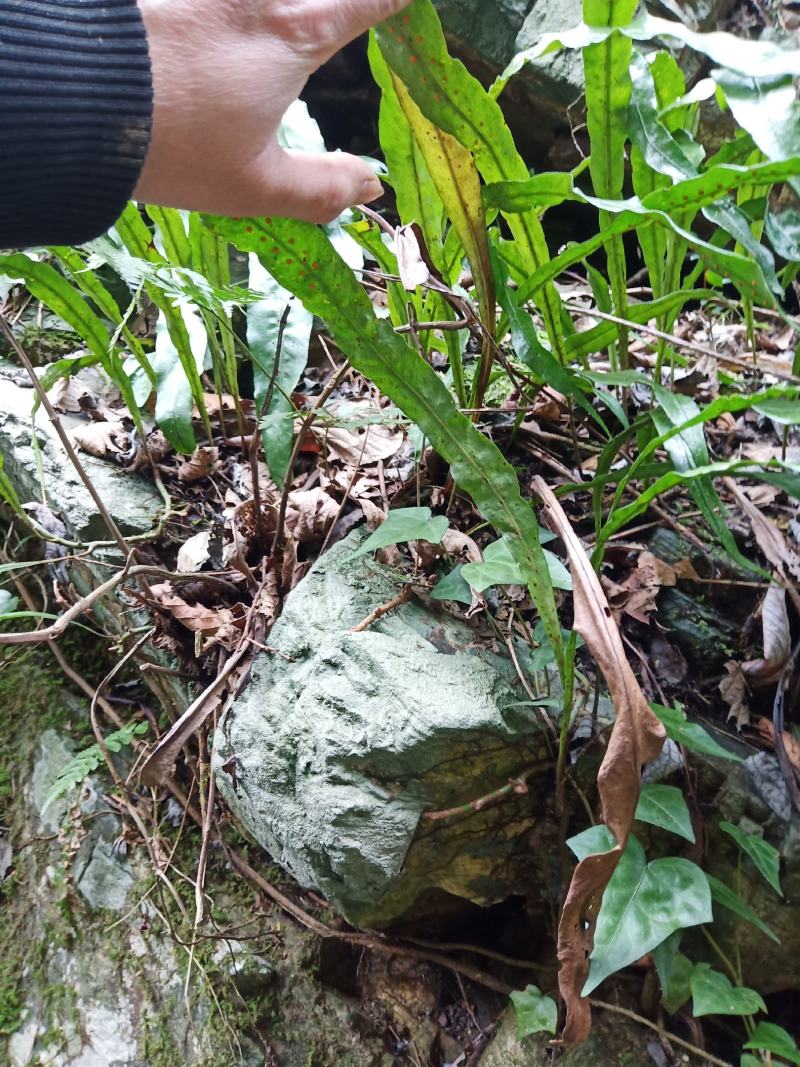 化石草，贵州野生鲜货干品，肾精草