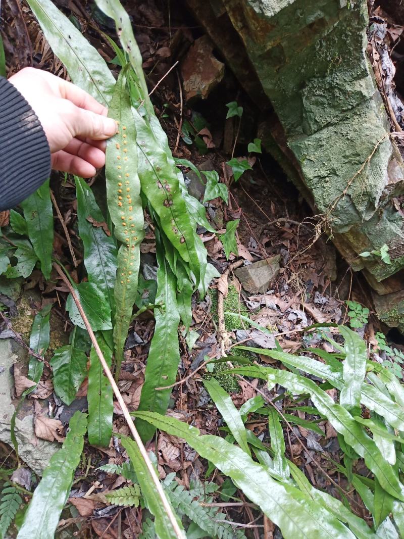 化石草，贵州野生鲜货干品，肾精草