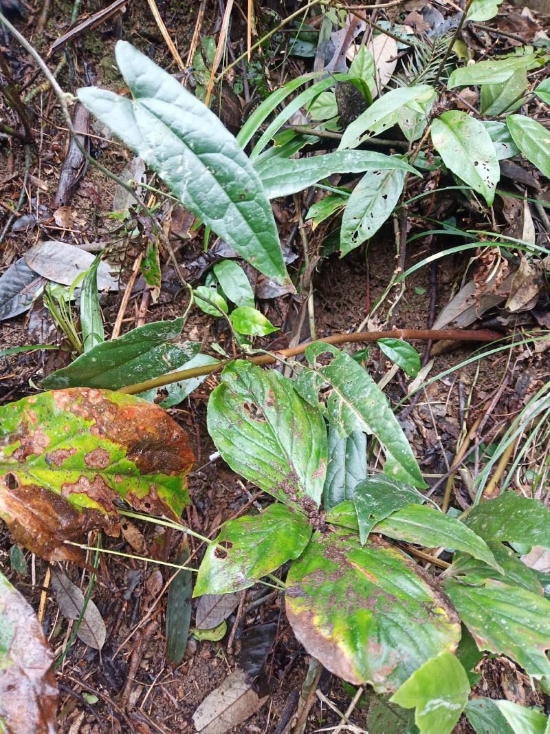落地梅，四块瓦，野生四大天王，