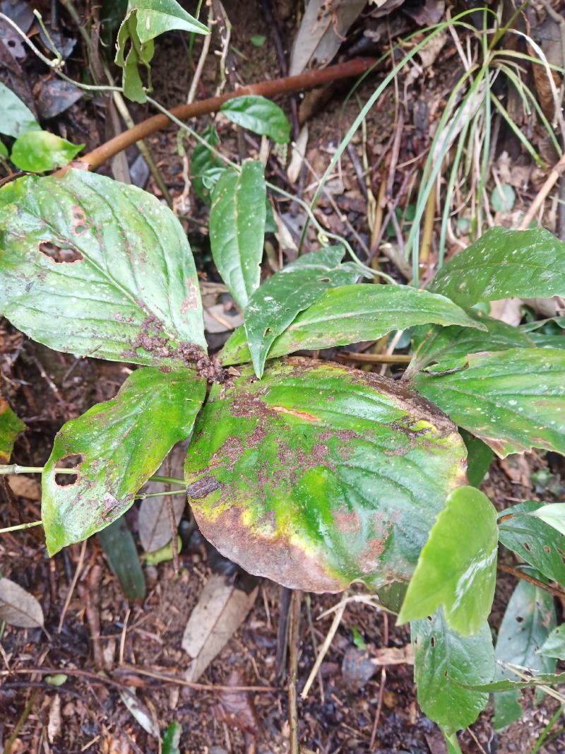 落地梅，四块瓦，野生四大天王，