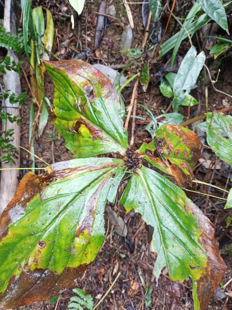 落地梅，四块瓦，野生四大天王，