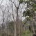 栾树