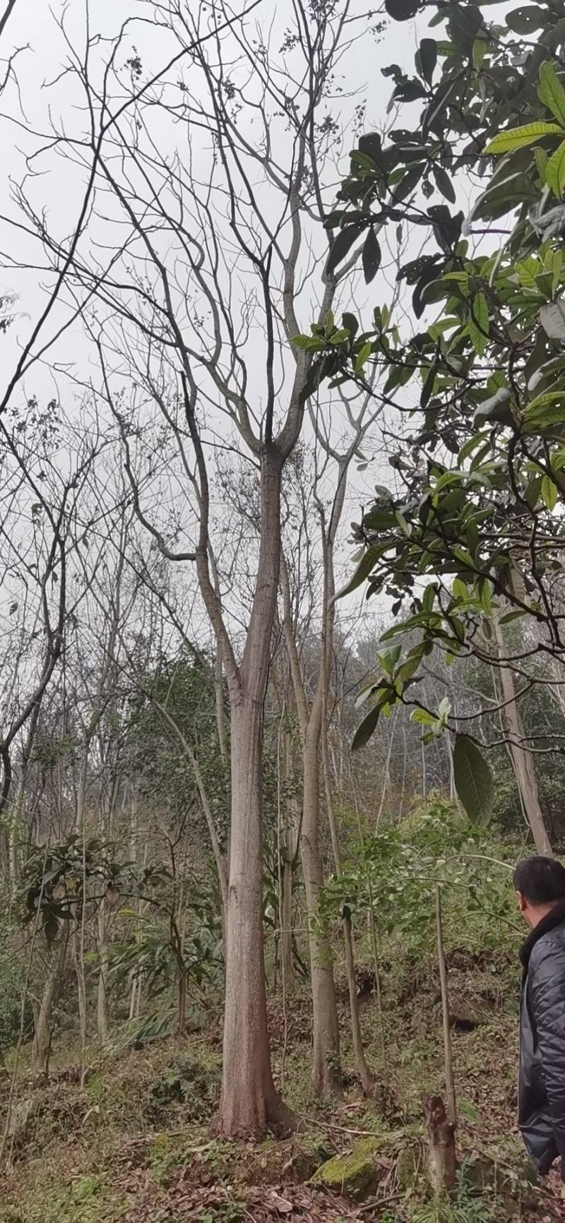 栾树
