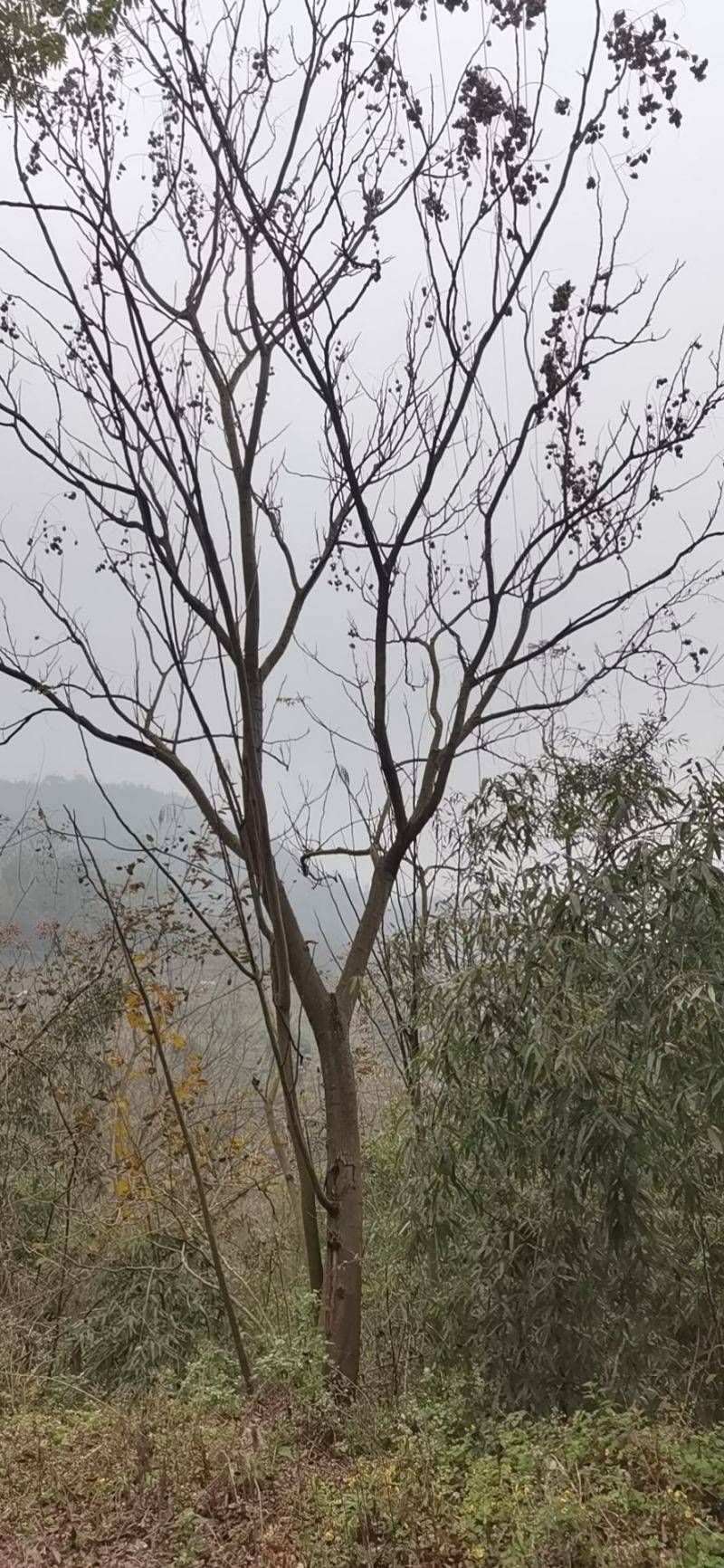 栾树