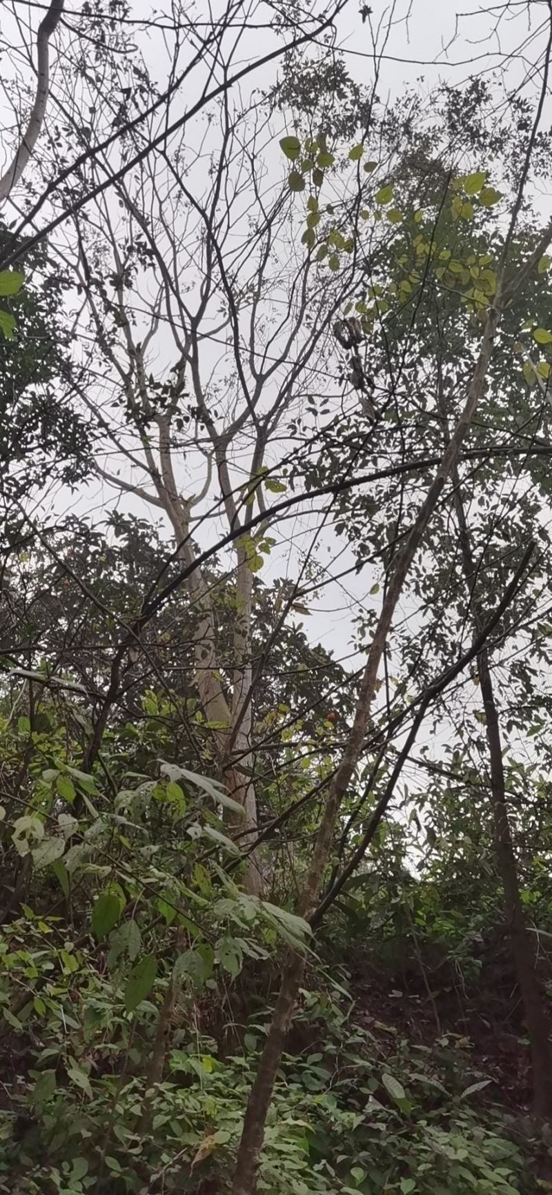 栾树