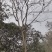 栾树