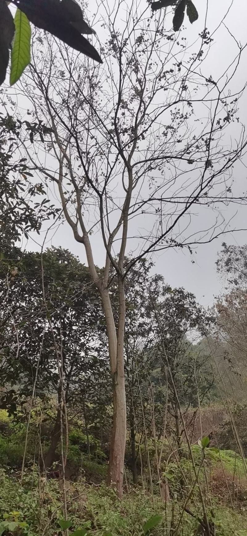 栾树