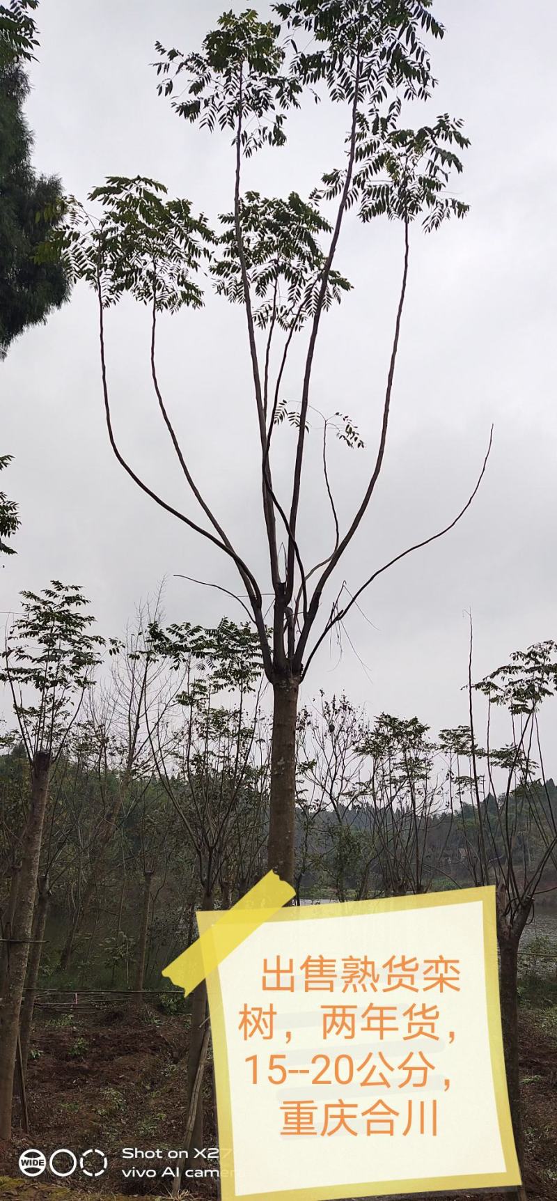 栾树