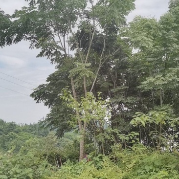 栾树
