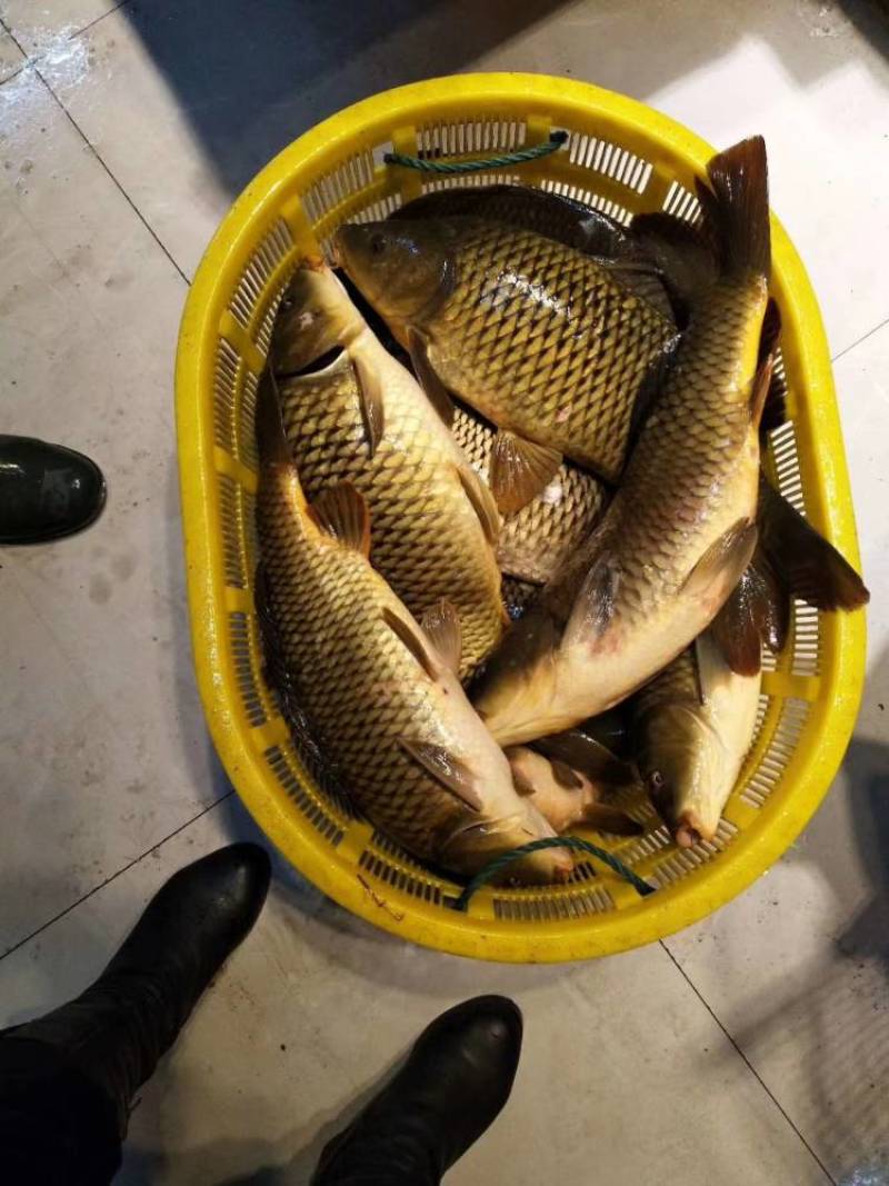 吉林自然河黄金鲤鱼黄河鲤鱼产地批发黄金背鳞江鲤鱼