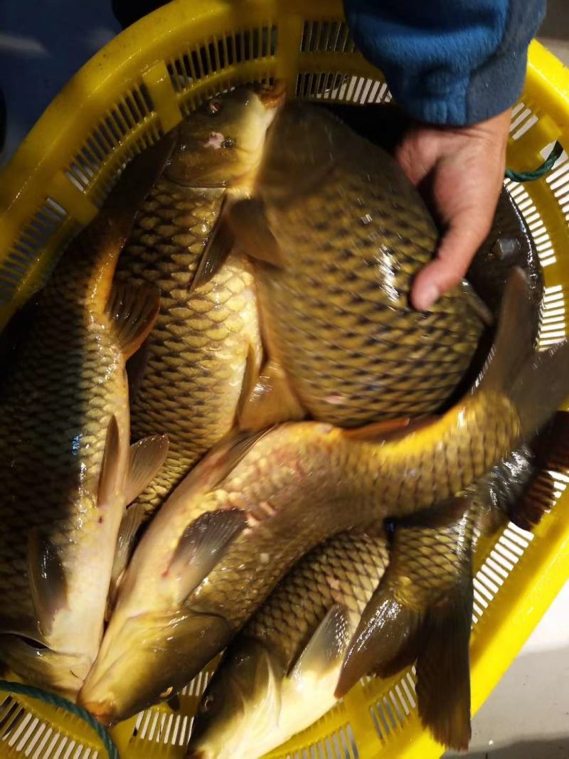 吉林自然河黄金鲤鱼黄河鲤鱼产地批发黄金背鳞江鲤鱼