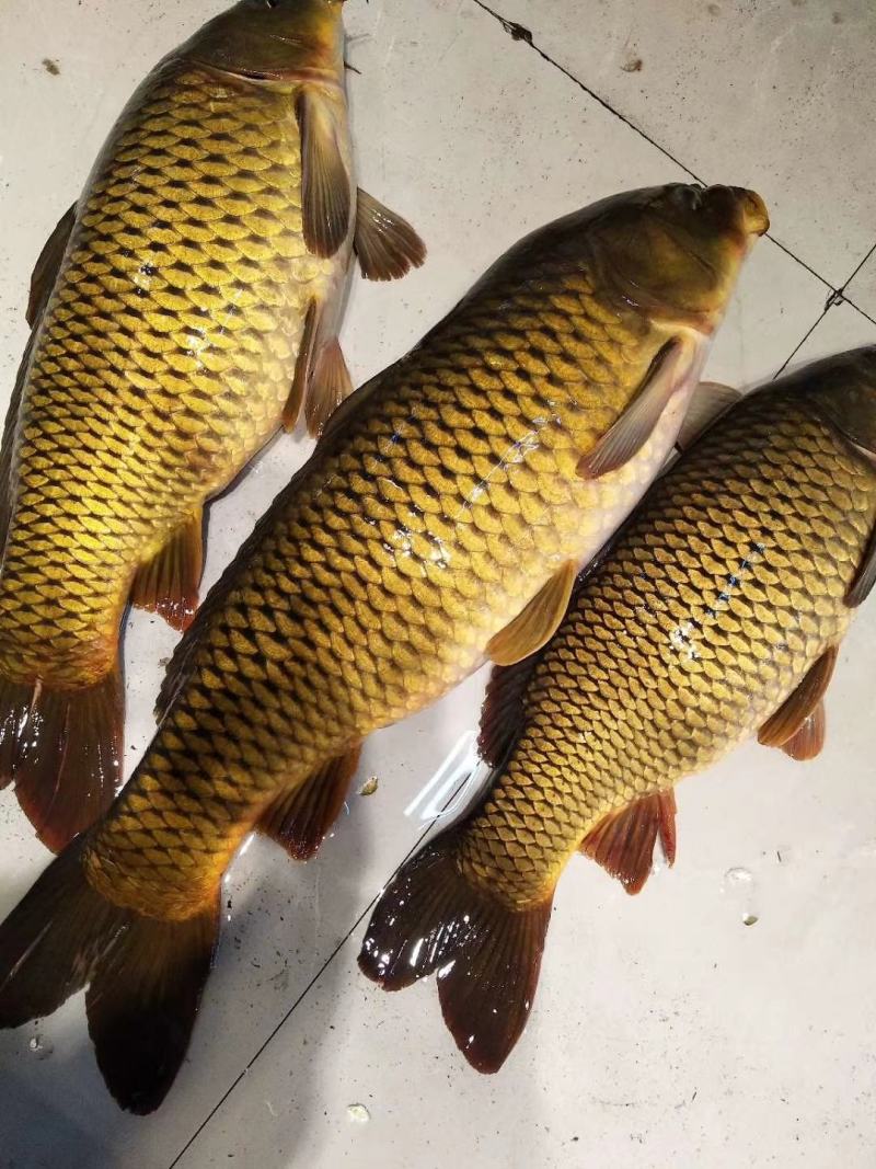 吉林自然河黄金鲤鱼黄河鲤鱼产地批发黄金背鳞江鲤鱼