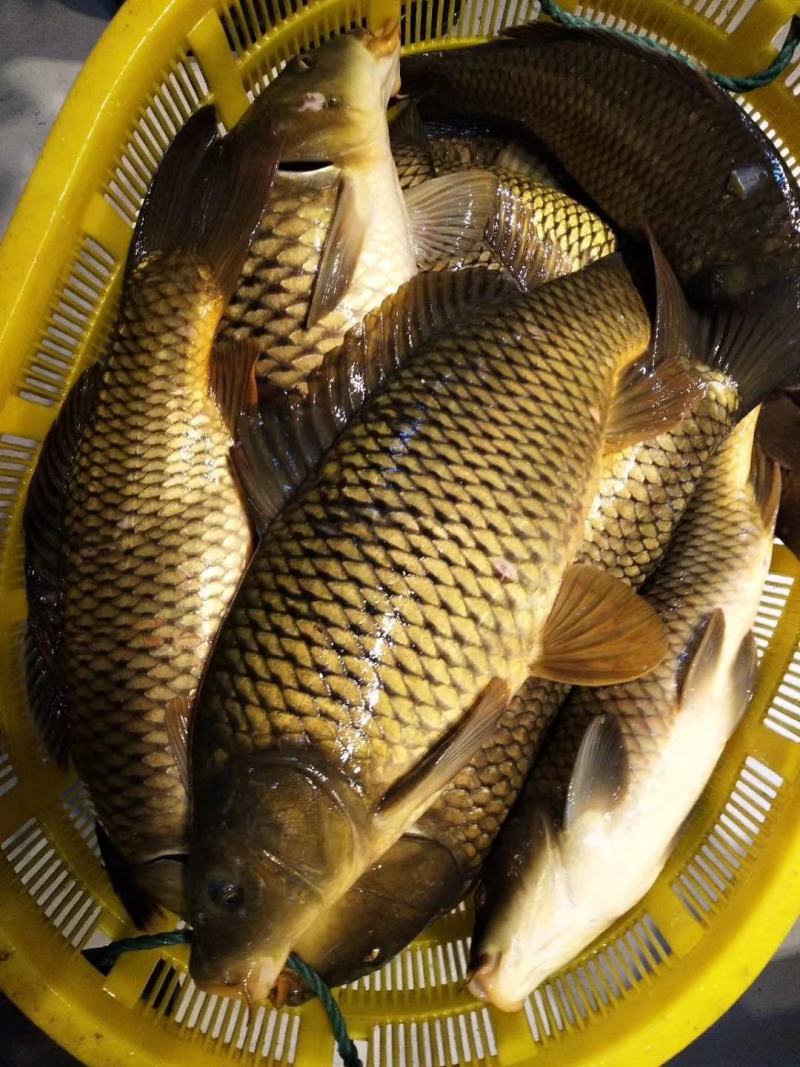 吉林自然河黄金鲤鱼黄河鲤鱼产地批发黄金背鳞江鲤鱼