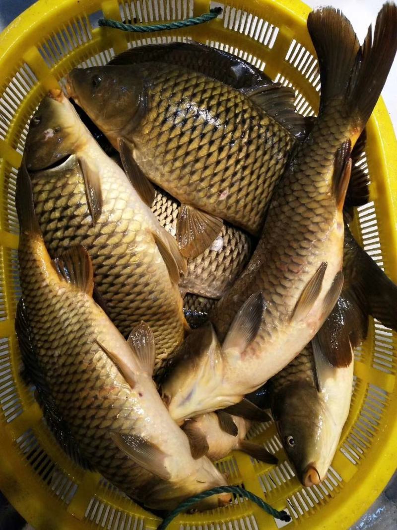 吉林自然河黄金鲤鱼黄河鲤鱼产地批发黄金背鳞江鲤鱼