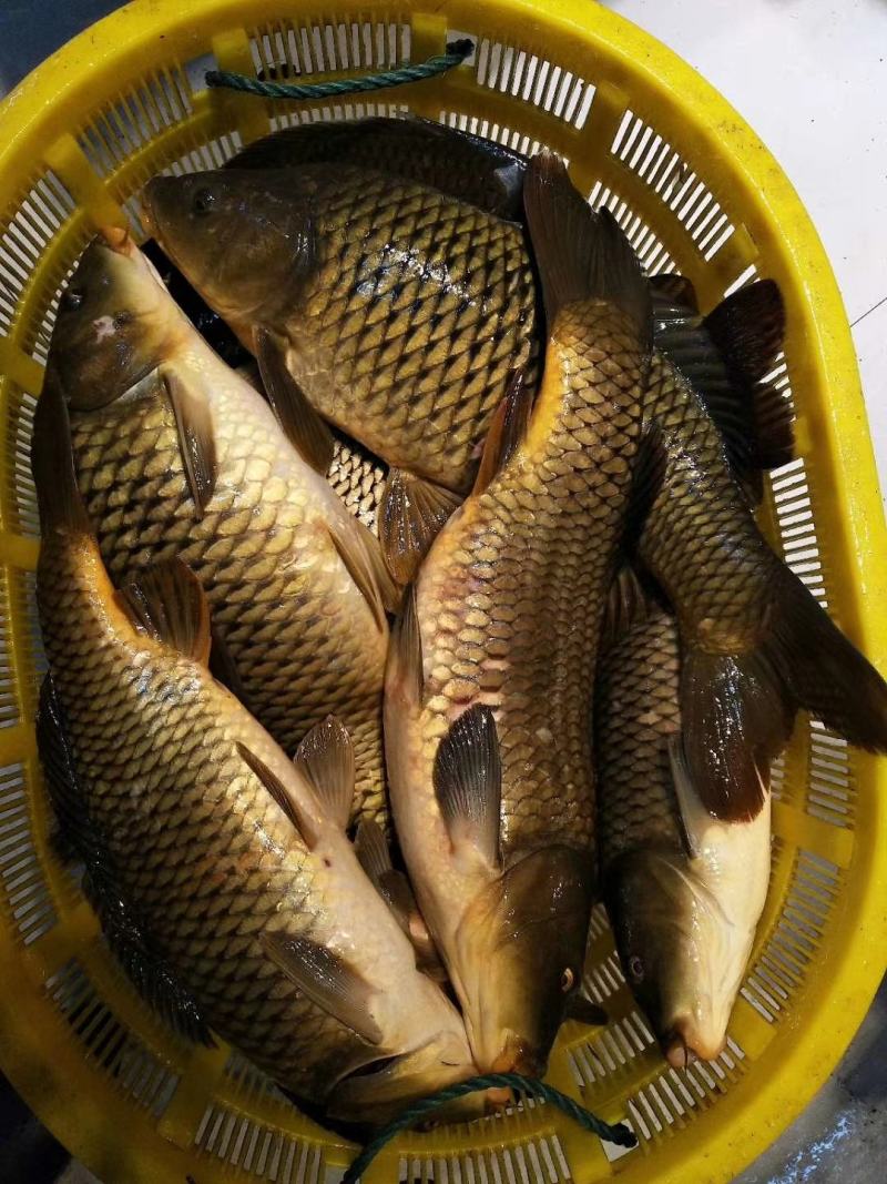 吉林自然河黄金鲤鱼黄河鲤鱼产地批发黄金背鳞江鲤鱼