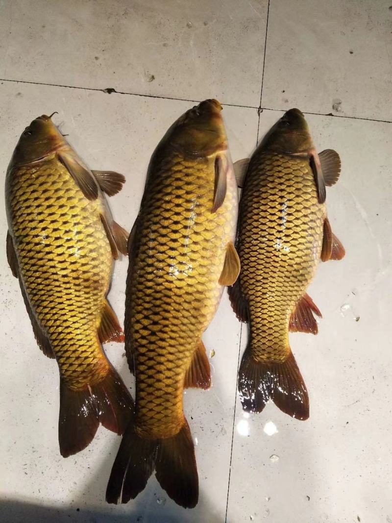 吉林自然河黄金鲤鱼黄河鲤鱼产地批发黄金背鳞江鲤鱼