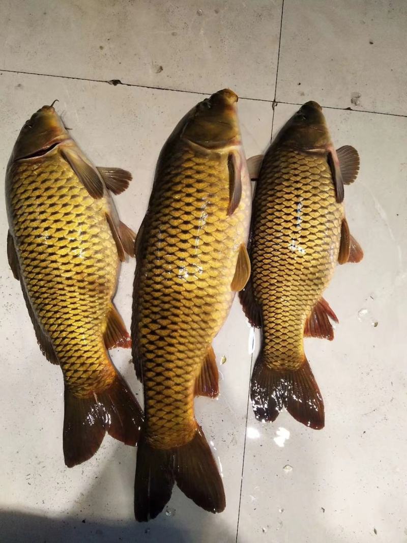 吉林自然河黄金鲤鱼黄河鲤鱼产地批发黄金背鳞江鲤鱼