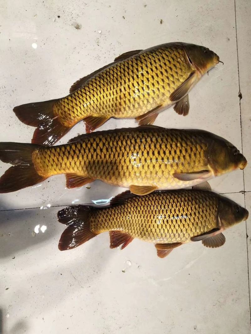 吉林自然河黄金鲤鱼黄河鲤鱼产地批发黄金背鳞江鲤鱼