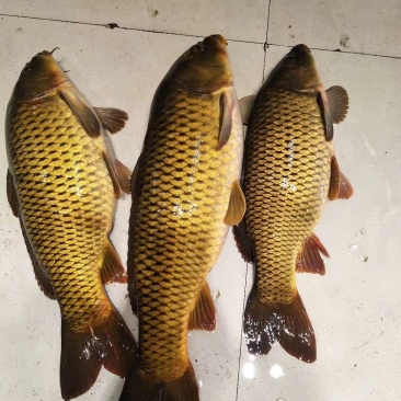 吉林自然河黄金鲤鱼黄河鲤鱼产地批发黄金背鳞江鲤鱼