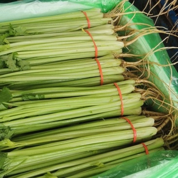 聊城精品芹菜大量上市