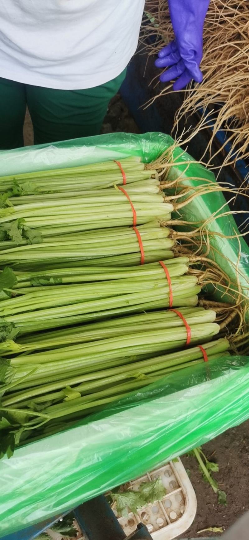 聊城精品芹菜大量上市