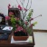 桃花枝