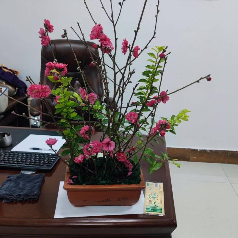 桃花枝
