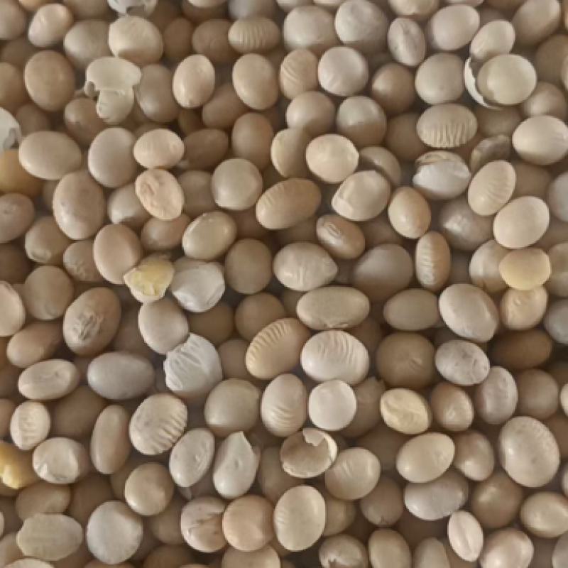 高蛋白精选大豆，欢迎咨询，一手货源，量大从优