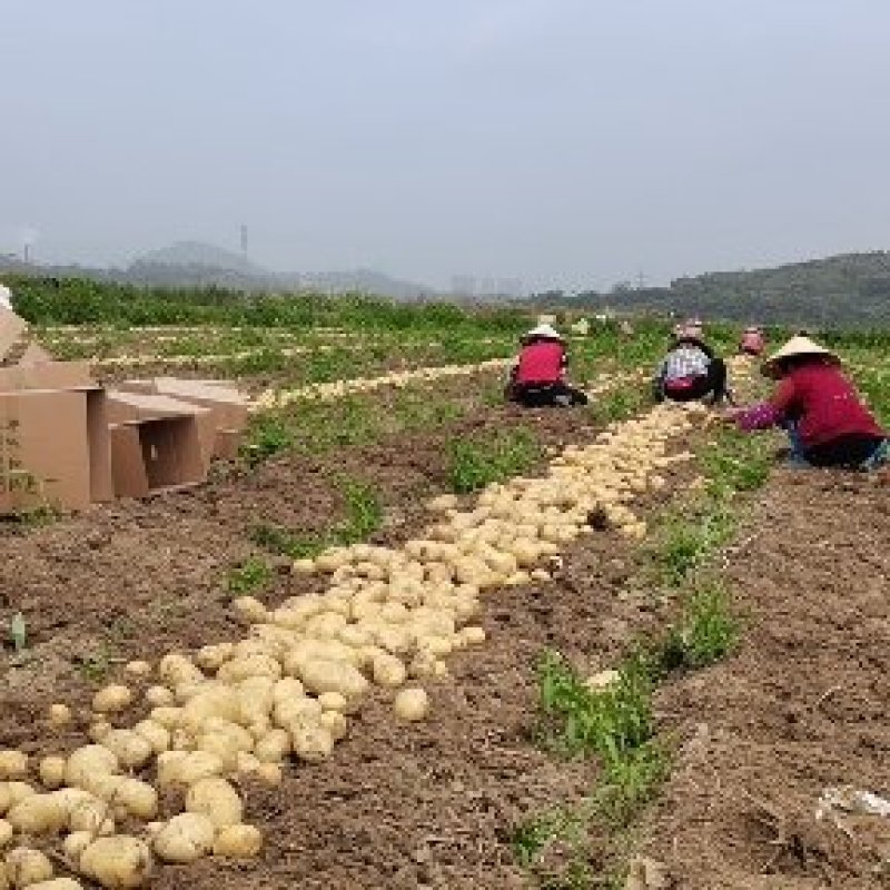 土豆荷兰十五土豆3两以上精品，货鲜走货快，快来下单哦