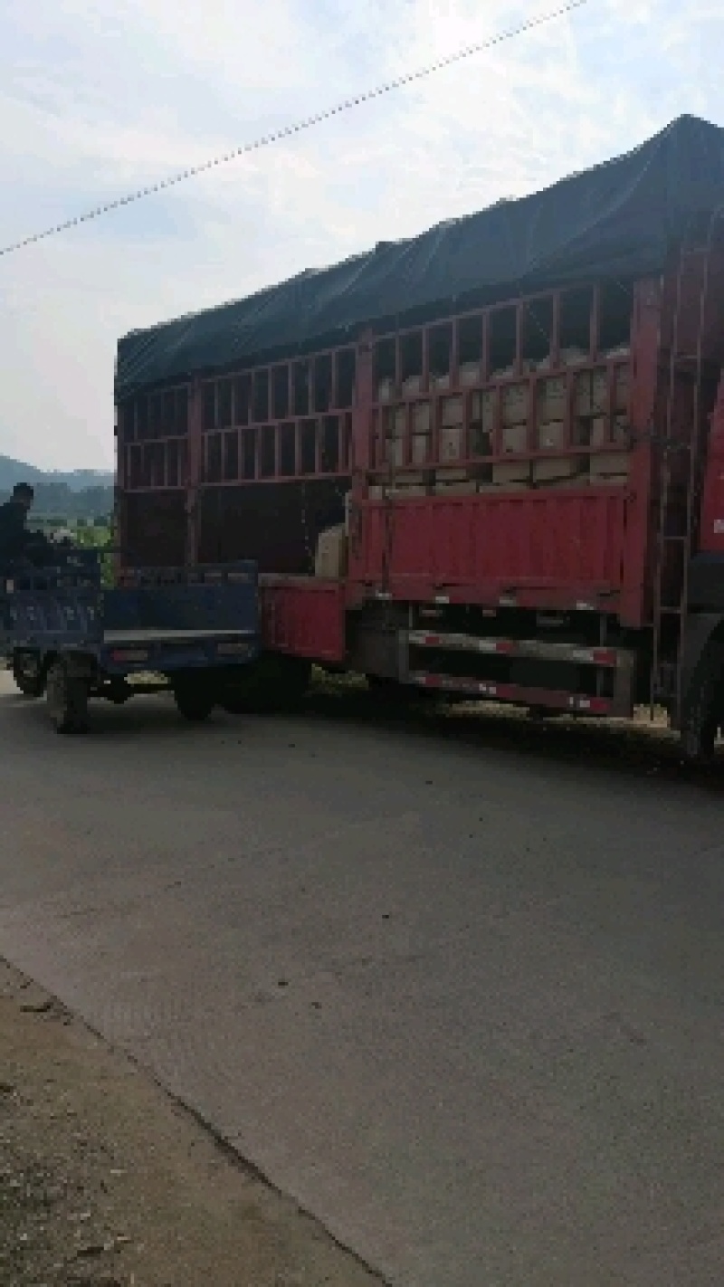 土豆荷兰十五土豆3两以上精品，货鲜走货快，快来下单哦
