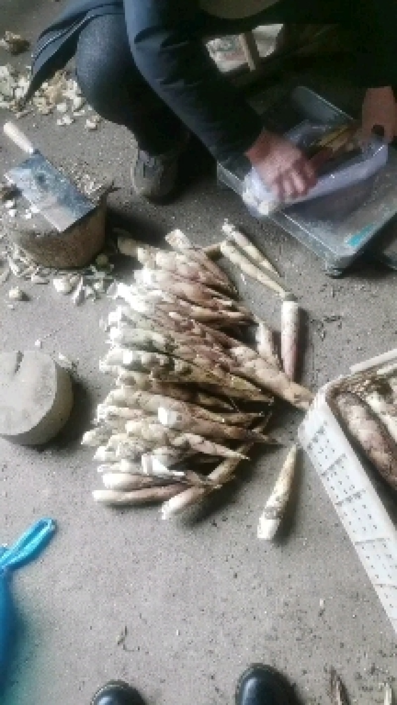 临安区雷竹笋新鲜竹笋新鲜小笋毛笋铺笋大量批发