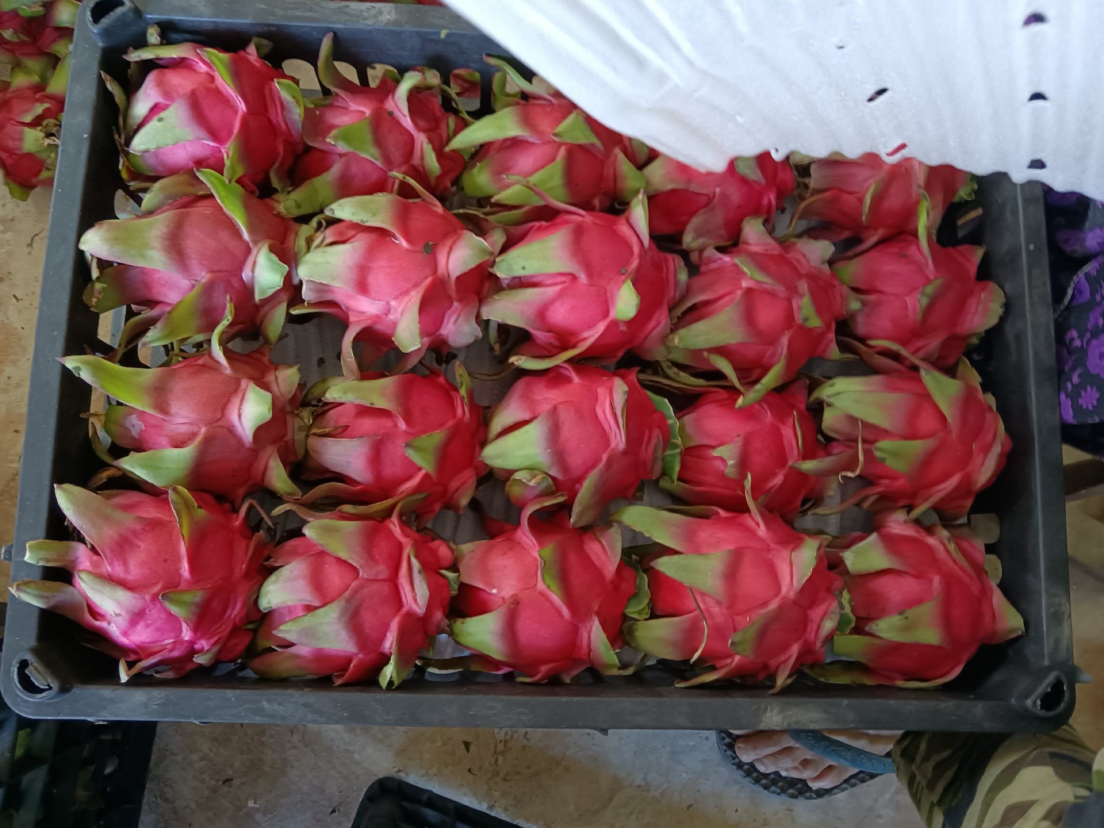 红心火龙果在不同保存条件下的颜色对比