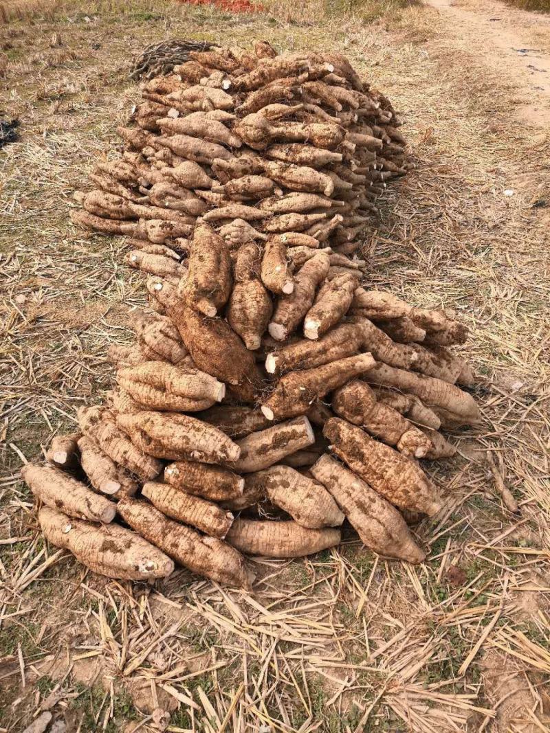 粉葛种苗，带芽苗，可直接栽种的种苗，其果甘甜含粉量高