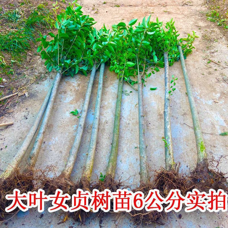 大叶女贞苗大叶女贞树工程苗占地苗四季常青南北方种植耐寒