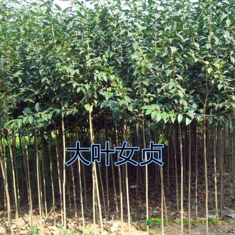 大叶女贞苗大叶女贞树工程苗占地苗四季常青南北方种植耐寒
