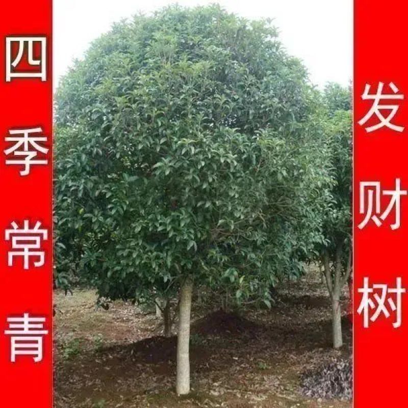 大叶女贞苗大叶女贞树工程苗占地苗四季常青南北方种植耐寒