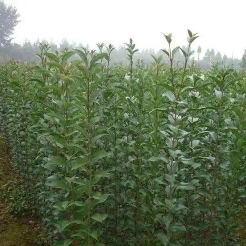 大叶女贞苗大叶女贞树工程苗占地苗四季常青南北方种植耐寒