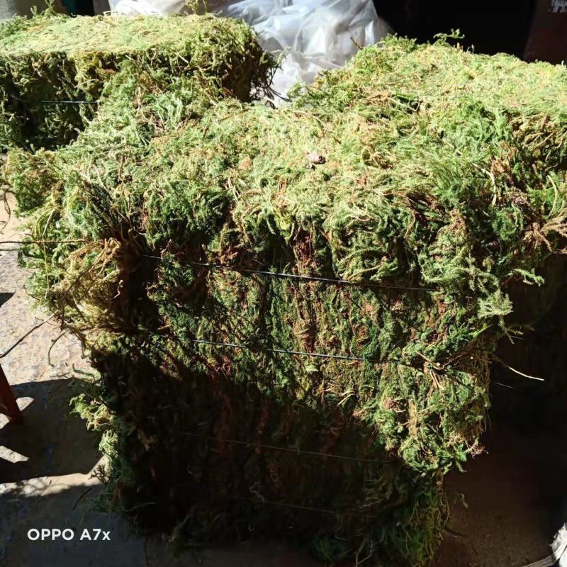 伸筋草狮子草纯野生贵州原生中药材泡水泡脚